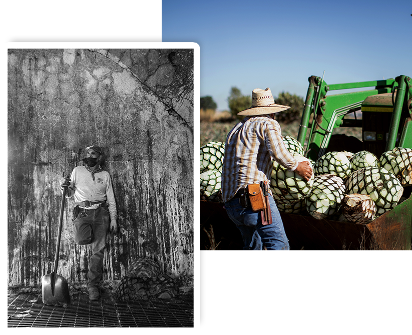 Proceso de producción de agave